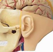 青岛试管婴儿哪个医院成功率高？青岛试管婴儿成功率决定因素是什么？